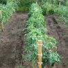 Когда и как нужно высаживать рассаду томатов в грунт