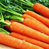 Какие сорта моркови самые сладкие