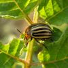 Как избавить огород от колорадского жука