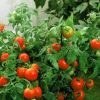 Нужно ли поливать томаты при выращивании в открытом грунте