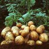 Как вырастить хороший и крупный картофель