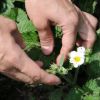 Как победить малинно-земляничного долгоносика на цветущей клубнике