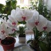 Как ухаживать за орхидеей: 5 секретов