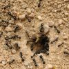 муравьи на садовом участке и дома