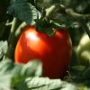 Как часто поливать помидоры после посадки в грунт