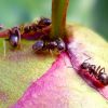 муравьи на дачном участке