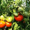 Как подкормить помидоры во время плодоношения народными средствами 
