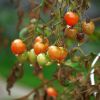 Почему чернеют листья у помидоров в теплице