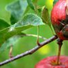 Какие существуют болезни яблонь