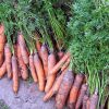 Когда убирать урожай моркови для зимнего хранения