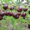 Какие существуют самоплодные сорта вишни для выращивания в Северо-Западном регионе