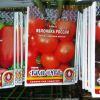 Сорта томатов для открытого грунта в средней полосе России