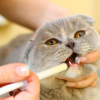 Как быстро и легко дать кошке жидкое лекарство