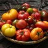 Лучшие сорта томатов для теплиц с описанием и фото