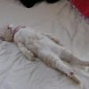как отучить взрослую кошку гадить на постель