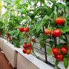 Как выращивать домашние помидоры