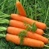 Как выбрать сорт моркови для своей почвы