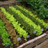  Что надо знать о выращивании салата