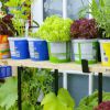 Как посадить салат в контейнер и ухаживать за ним
