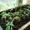 Выращивание рассады томатов в ящиках