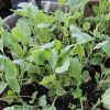 Как вырастить рассаду белокочанной капусты
