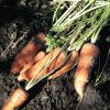 Морковь открытый грунт