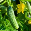 Как правильно посадить огурцы в открытый грунт для получения хорошего урожая