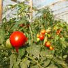 Чем подкормить помидоры в теплице