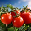 Как ускорить созревание помидоров на огороде и дома