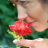Розы: сорта и их ароматы