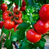 Как поливать томаты, чтобы получить богатый урожай