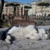 Кошки на площади Торре ди Арджентина