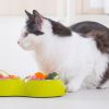 Правильный рацион для кошек: натуральное питание