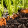 Как сажать морковь семенами в открытый грунт