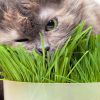 Как вырастить траву для кошек в домашних условиях