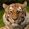 Амурский тигр Фото: S. Taheri / Wikimedia Commons