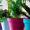 Как обеспечить влажность комнатным растениям на время отъезда