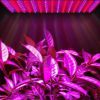Фитосветильник для подсветки растений