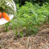 Как получить хороший урожай моркови
