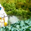 как защитить себя от пестицидов