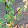 Почему у вишни летом могут желтеть листья