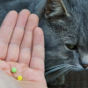 Кот не хочет есть таблетку