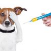Вакцинация щенков и собак