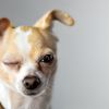 Как правильно ухаживать за глазами и ушами собаки 