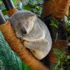 Как живут коалы