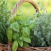 Пряные травы: применение и особенности выращивания