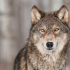 8 интересных фактов о волках