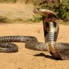 Очковая змея: место обитания, размеры и особенности