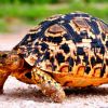 10 интересных фактов о черепахах