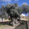 Дерево возрастом 3000 лет